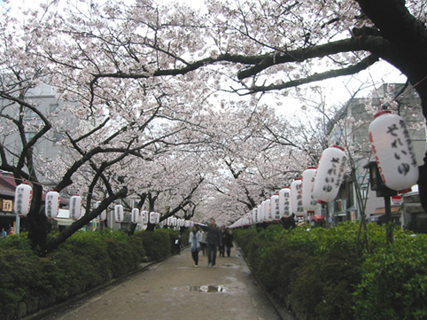 鎌倉桜1