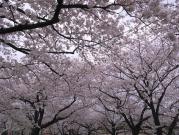不忍池の満開の桜
