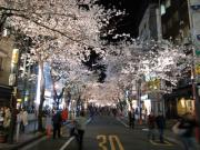 さくら通りの桜は満開