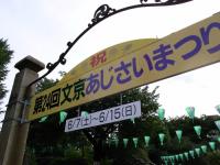 白山神社で開催された第24回文京あじさいまつり