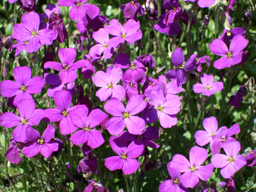花フォトlog 紫の花 １