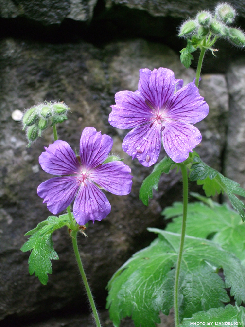 花フォトlog 紫の花 ２