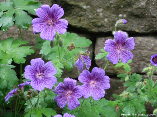 花フォトlog 紫の花 ２