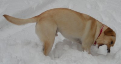 axel eating snow
