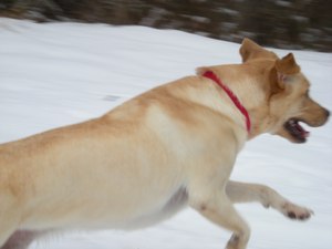 axel in the snow2