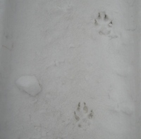 axel's paw prints in the snow