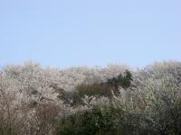 山桜（テラスから）