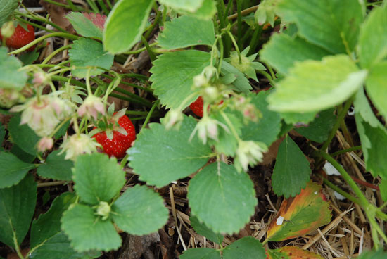strawberry20084w.jpg