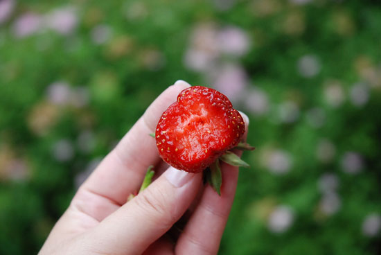 strawberry20086w.jpg