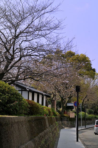 桜の似合う歩道にて