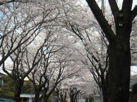 桜の枝ぶり