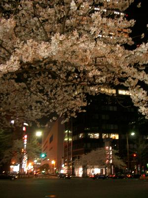 街中夜桜