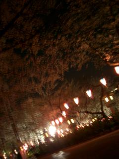 夜桜まつり