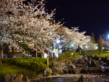都立東綾瀬公園　夜桜