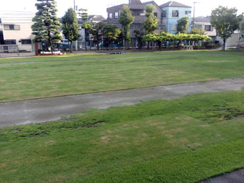 足立区立梅島第一小学校　校庭の芝生化