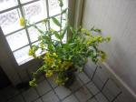 玄関に小松菜の花
