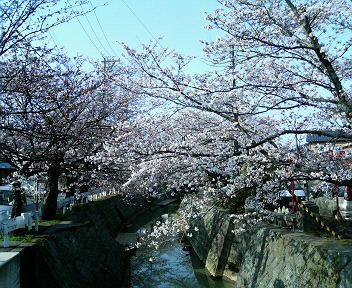 近くの桜並木