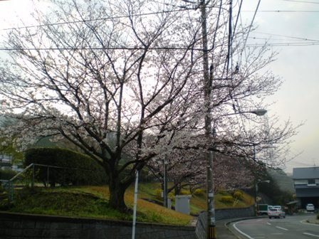 Sakura08Apr01FK01.jpg