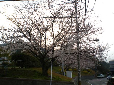 Sakura08Apr03FK01.jpg