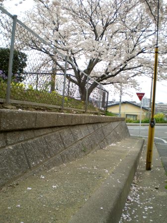 Sakura08Apr05FK06.jpg
