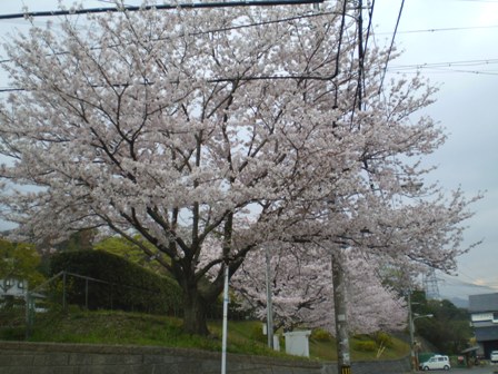 Sakura08Apr08FK01.jpg