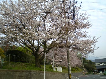 Sakura08Apr12FK01.jpg