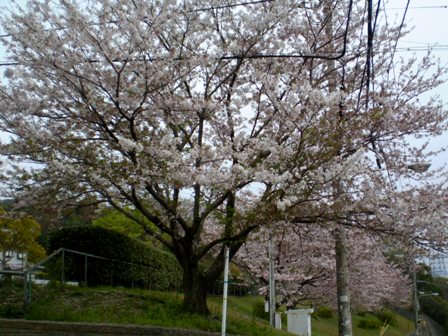 Sakura08Apr13FK01.jpg