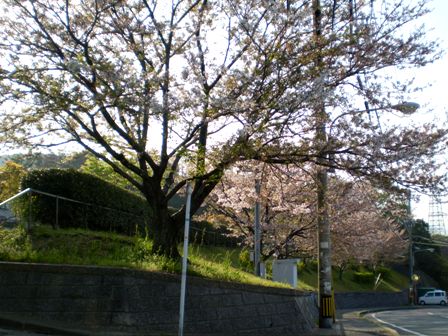 Sakura08Apr15FK01.jpg