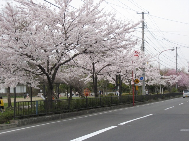 ２０本桜