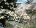 名古屋城の山桜2008