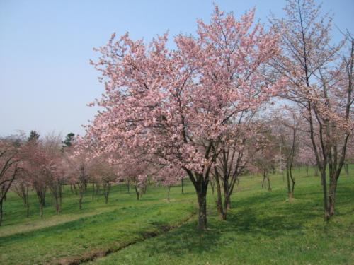 キトウシ桜