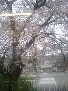 田上の桜