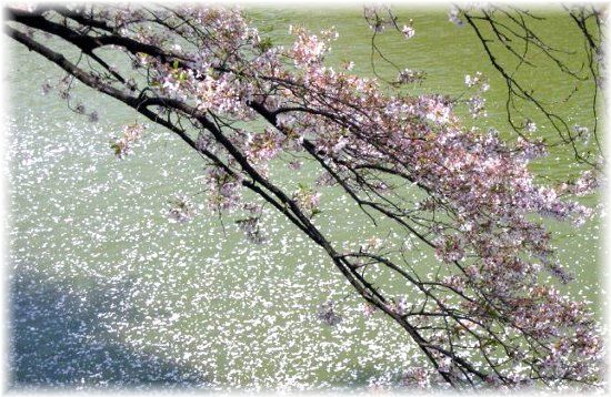 散り行く桜