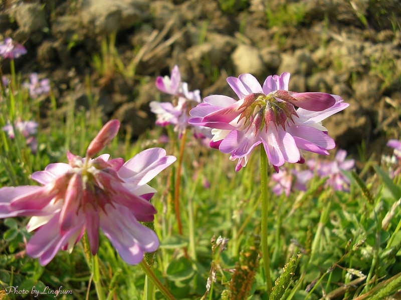 春うらら レンゲソウ 蓮華草 紫雲英 ゲンゲ 野に咲く花の写真館