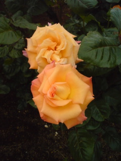 横浜山下公園黄色いバラ