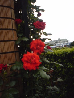 山下公園赤いバラ