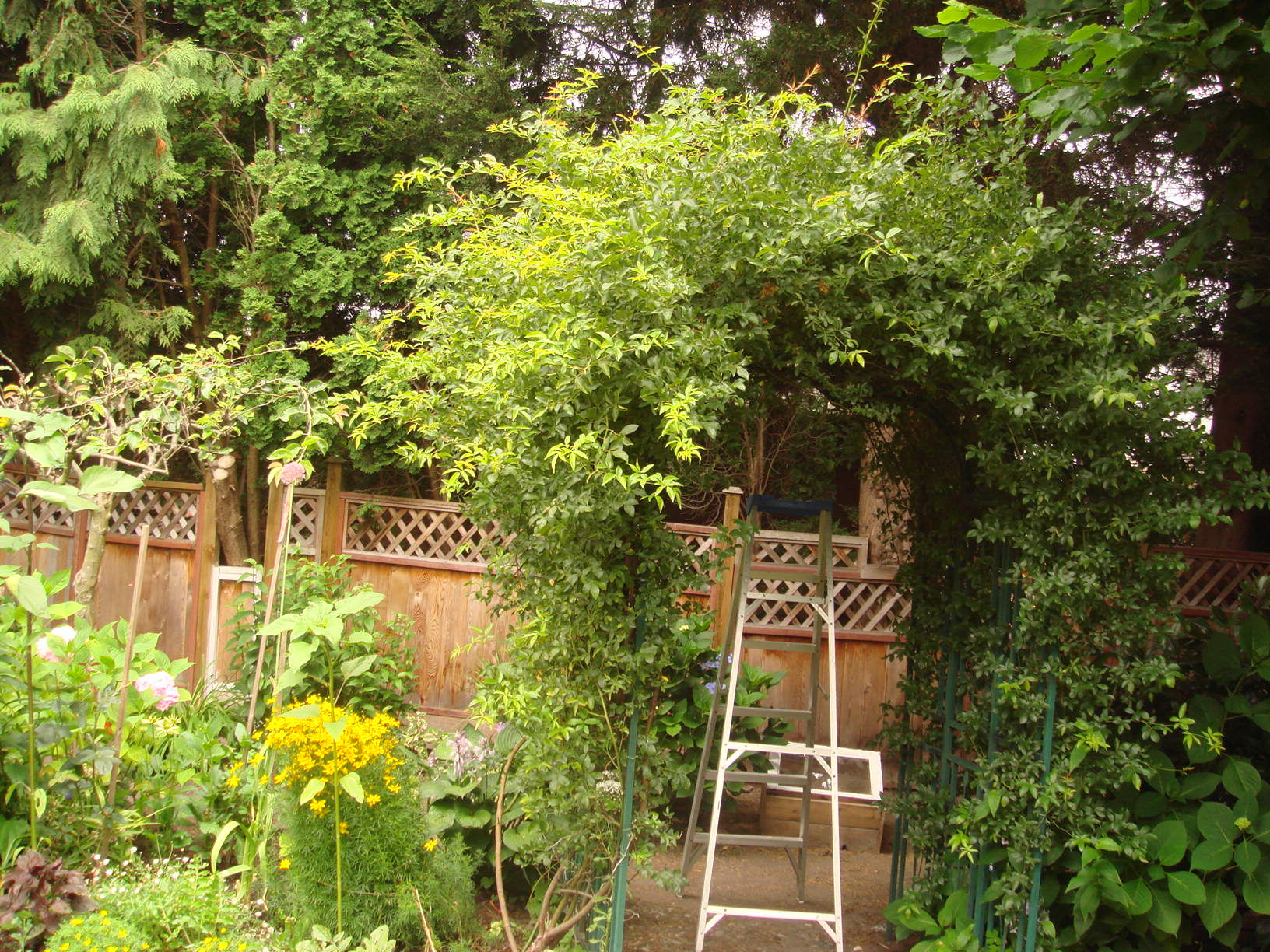 モッコウバラの剪定 ガーデンdiy ガーデニングとdiyで節約主婦生活を楽しむ