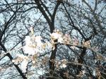 水元公園の桜が開花01
