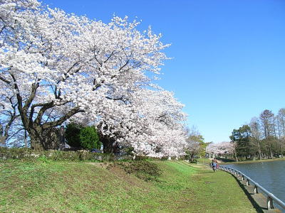 水元公園の桜02