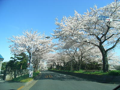 水元公園の桜03