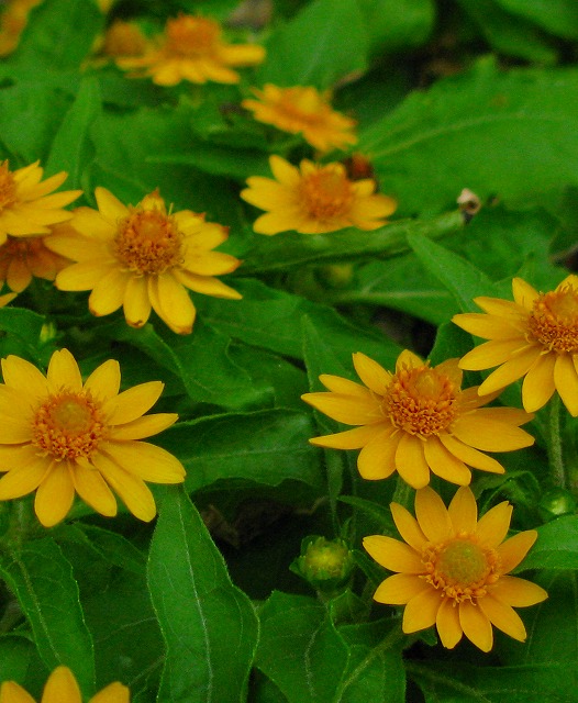 庭に咲く花 季節が感じられれば良し 夏が似合う黄色の花 メランポジューム