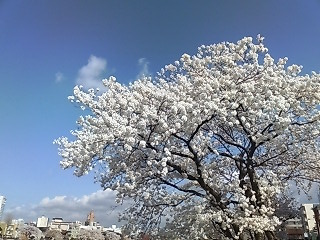 あまりにも日本的な桜