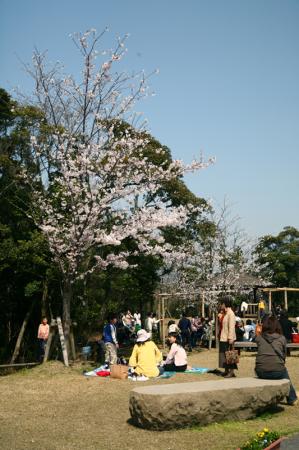 桜とタカ6