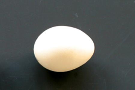 シロクジャクの卵