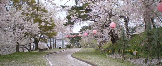 烏帽子山の千本桜