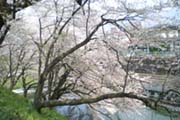 桜の写真３