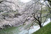 桜の写真４