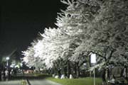 夜桜の写真１