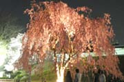 夜桜の写真２