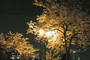 夜桜の写真４
